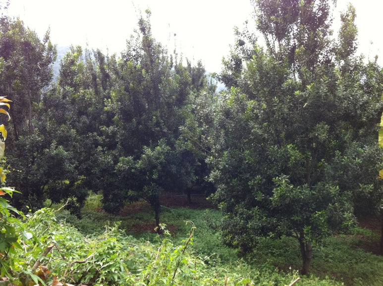 macadamia nut tree