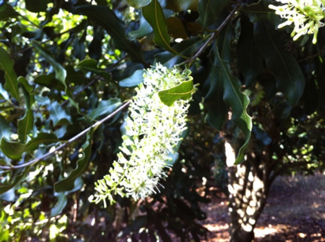 macadamia nut flower